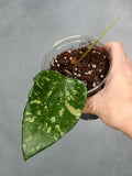 Hoya sp. SF004