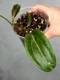 Hoya marginata IML 1727