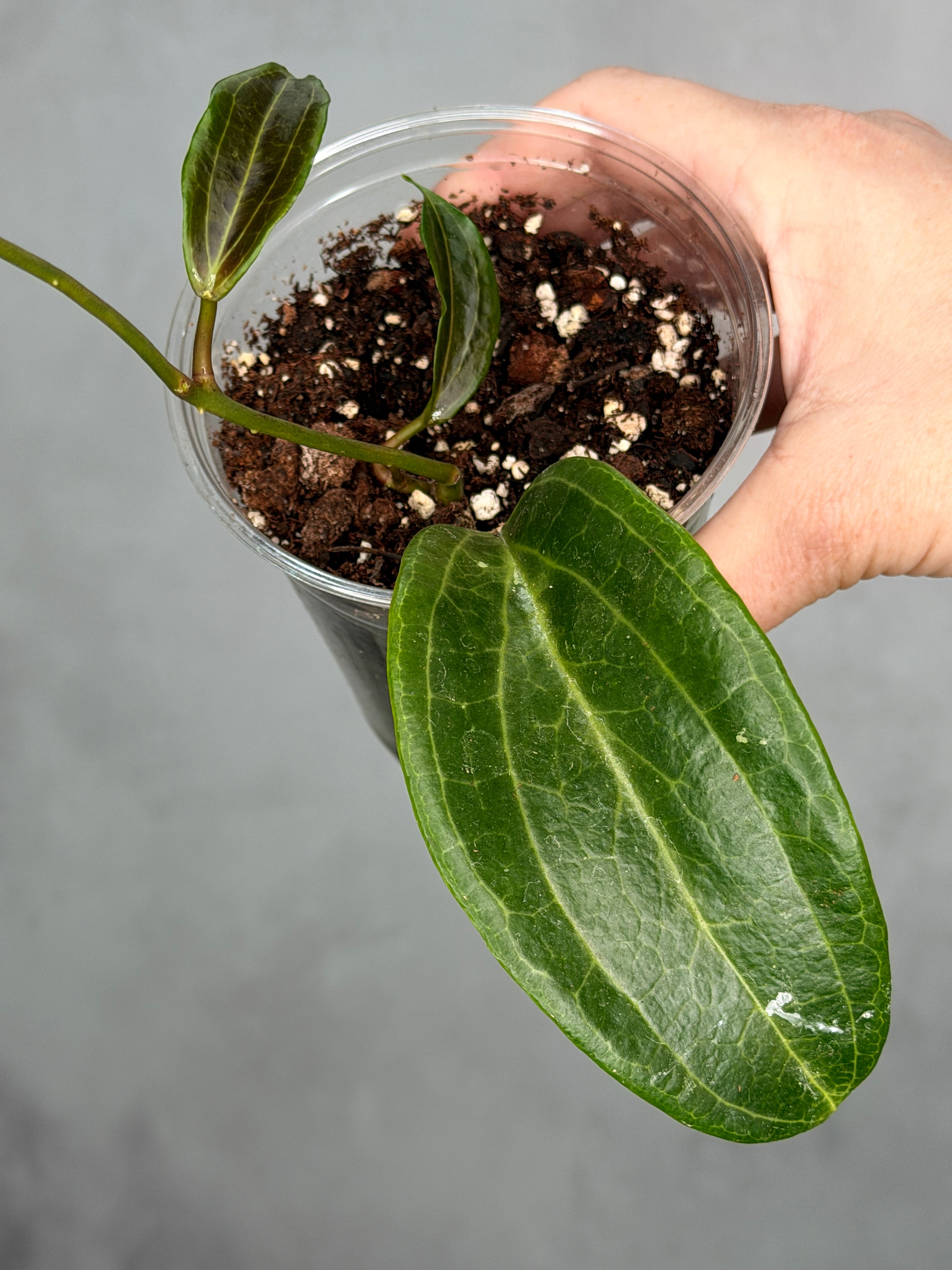 Hoya marginata IML 1727