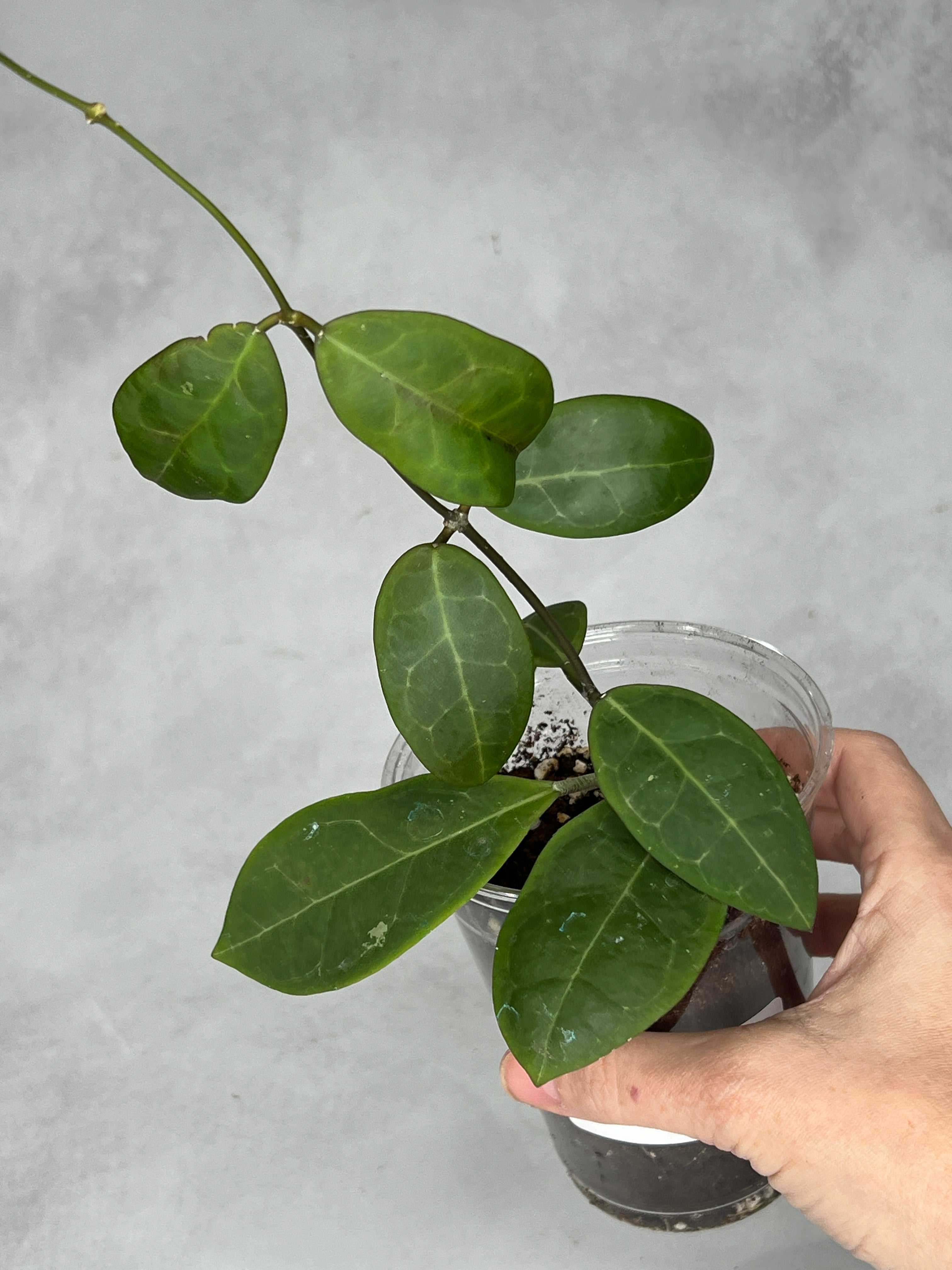 Hoya sp. RCX 50