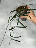 Hoya shepherdii