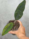 Hoya clemensorium (long leaf