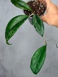 Hoya 'Yuna'