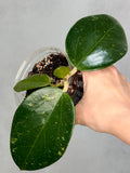 Hoya sp. Khun Tan