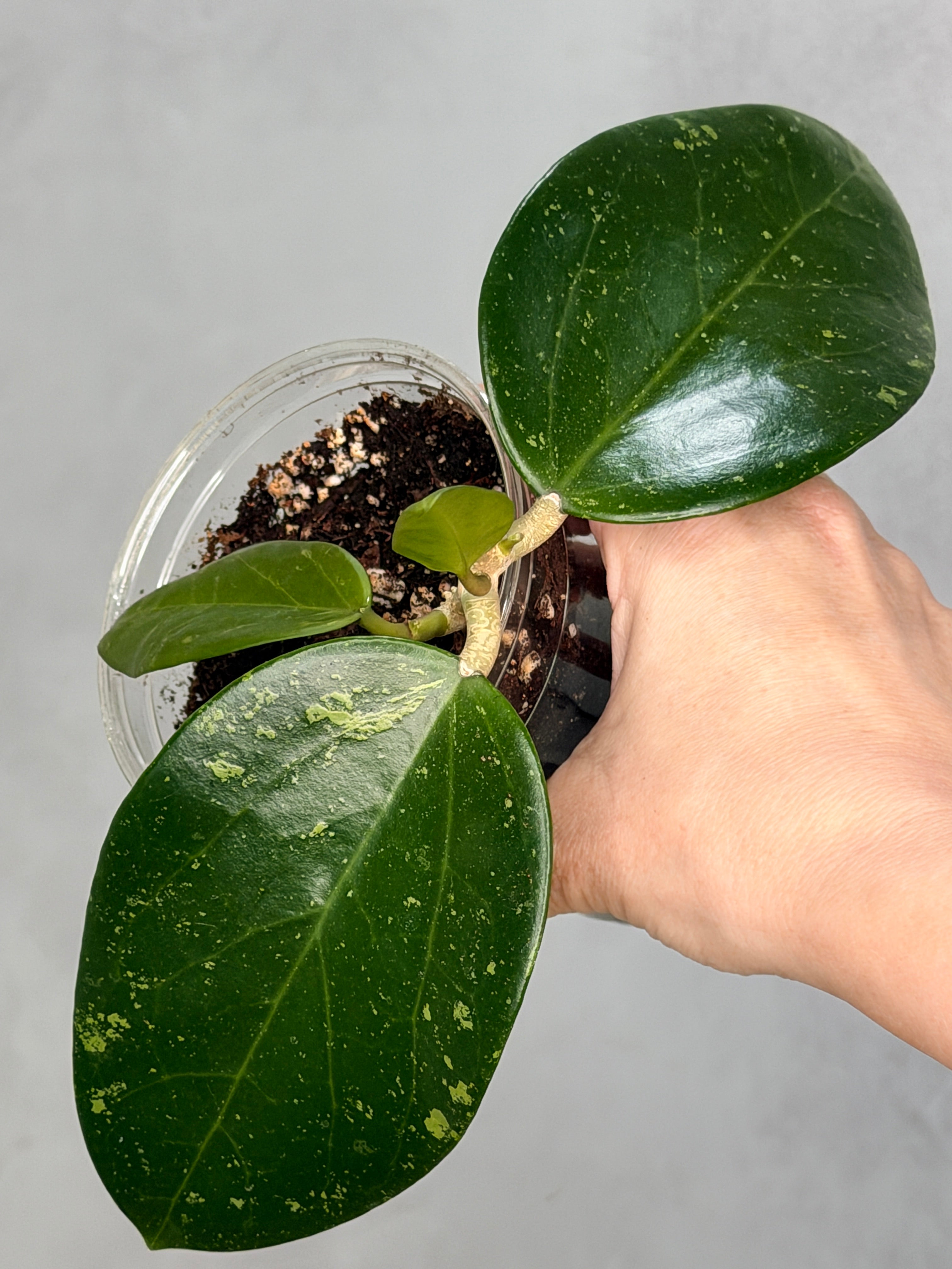 Hoya sp. Khun Tan