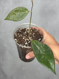 Hoya 'Tequila Sunrise' MB1280