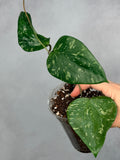 Hoya sp. SF004
