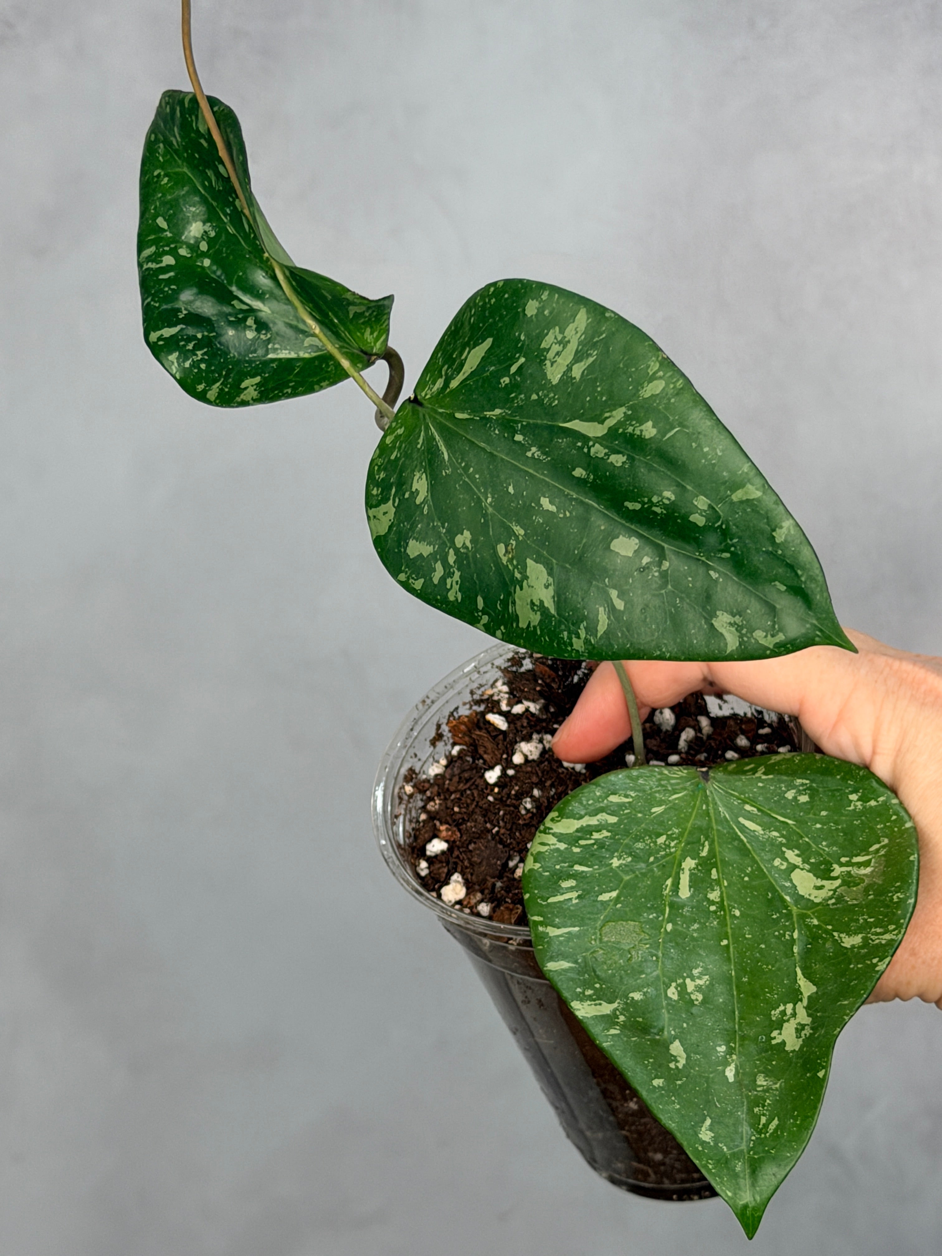 Hoya sp. SF004
