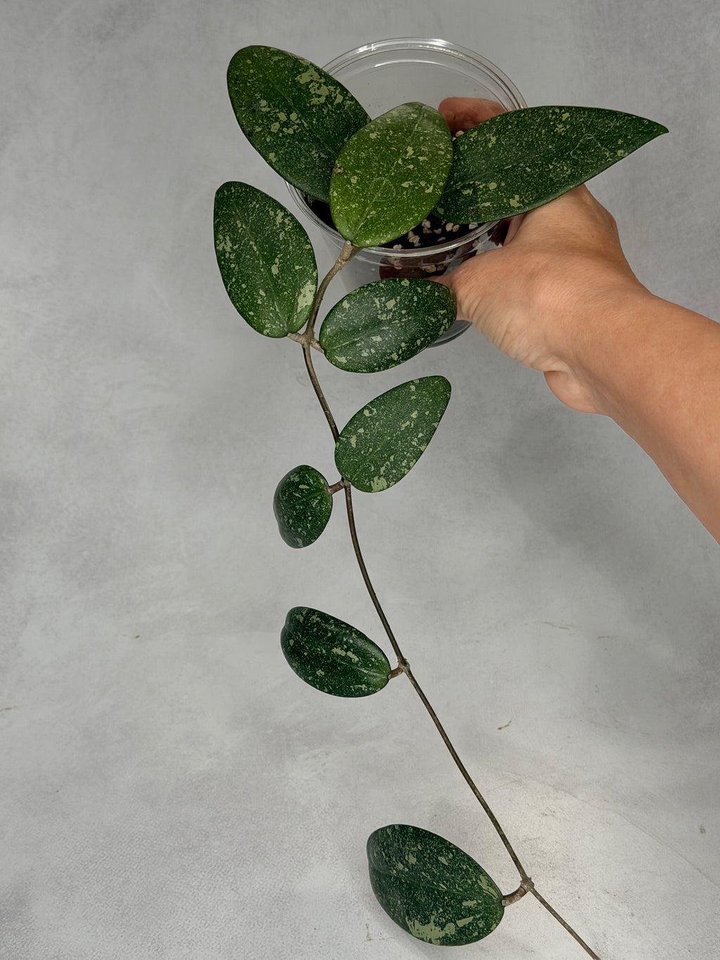 Hoya sp Vietnam AH001