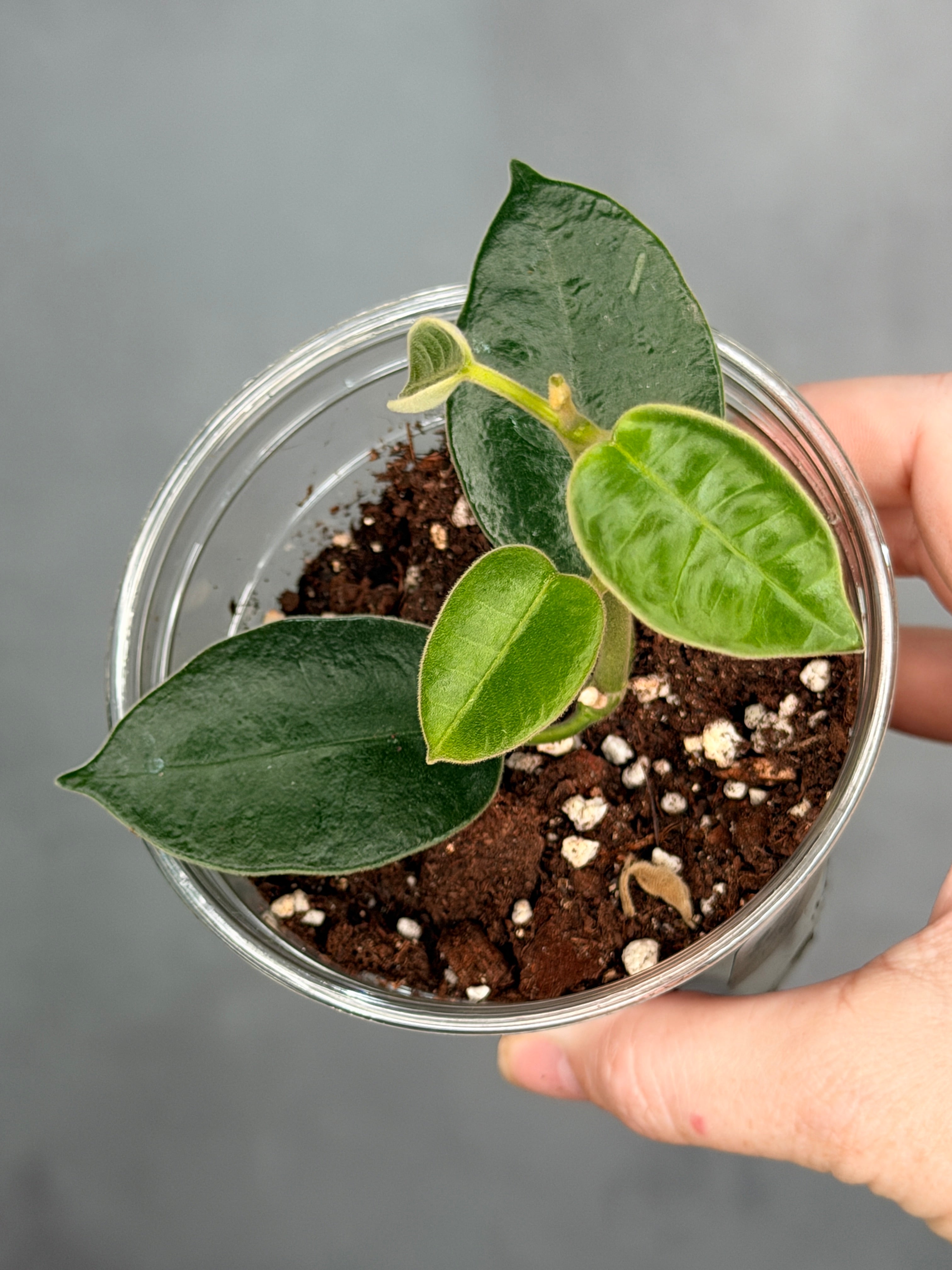 Hoya madulidii