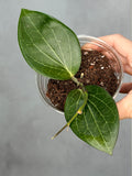 Hoya hellwigiana