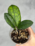Hoya sp. Kapit (Borneo)