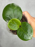 Hoya 'Rhiannon' (SS37-03)