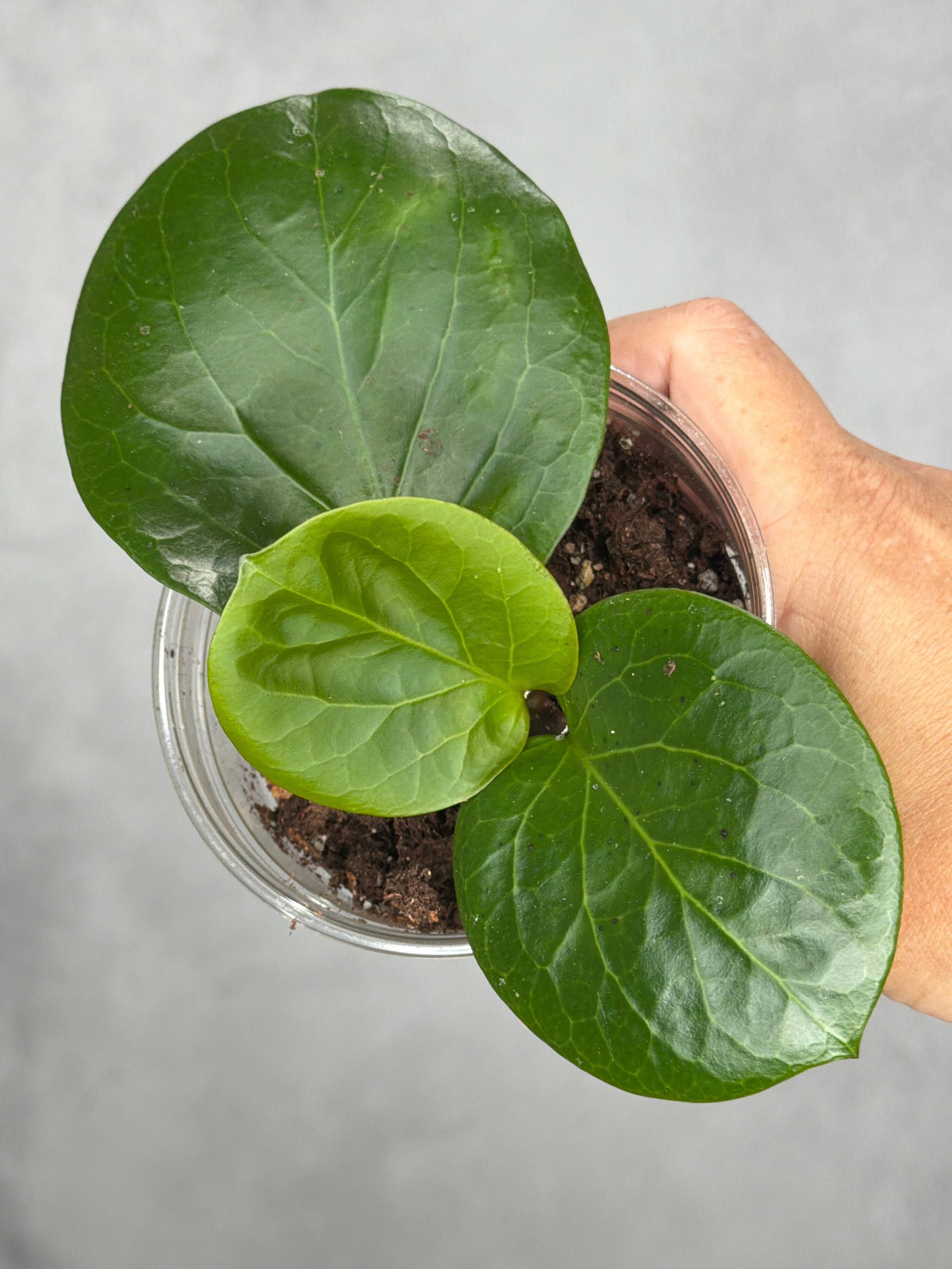 Hoya 'Rhiannon' (SS37-03)