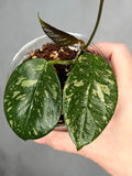 Hoya sp. Lai Chau (Round Leaf)