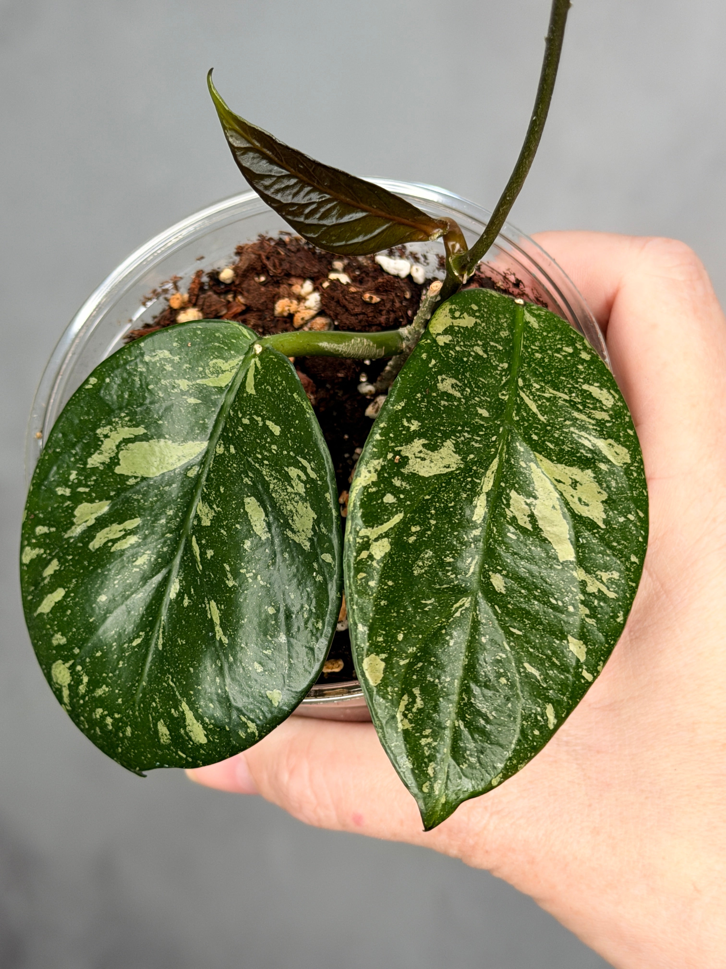 Hoya sp. Lai Chau (Round Leaf)