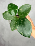 Hoya ‘Ms. AnnieLynn’