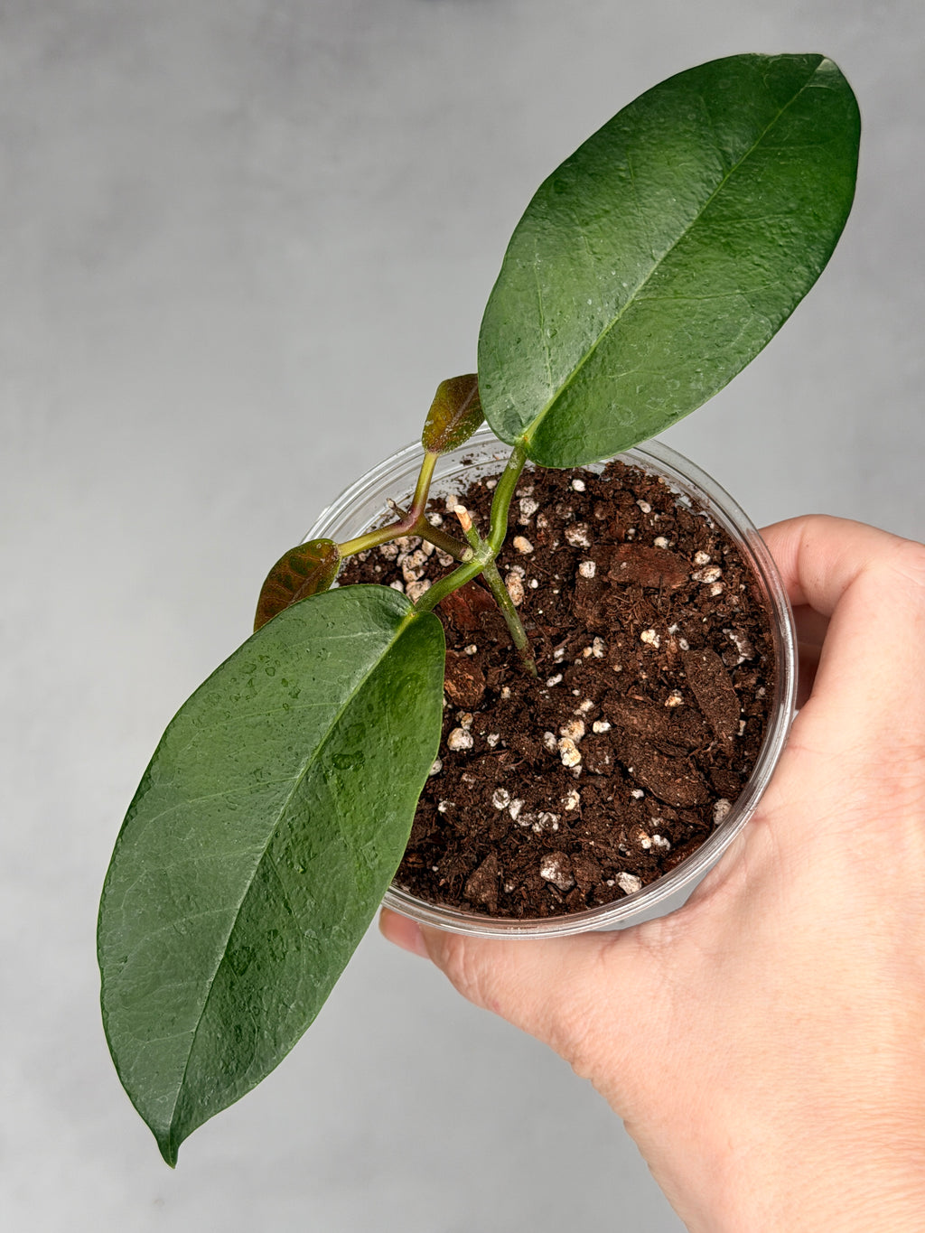 Hoya naumannii