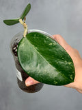 Hoya sp. Khun Tan