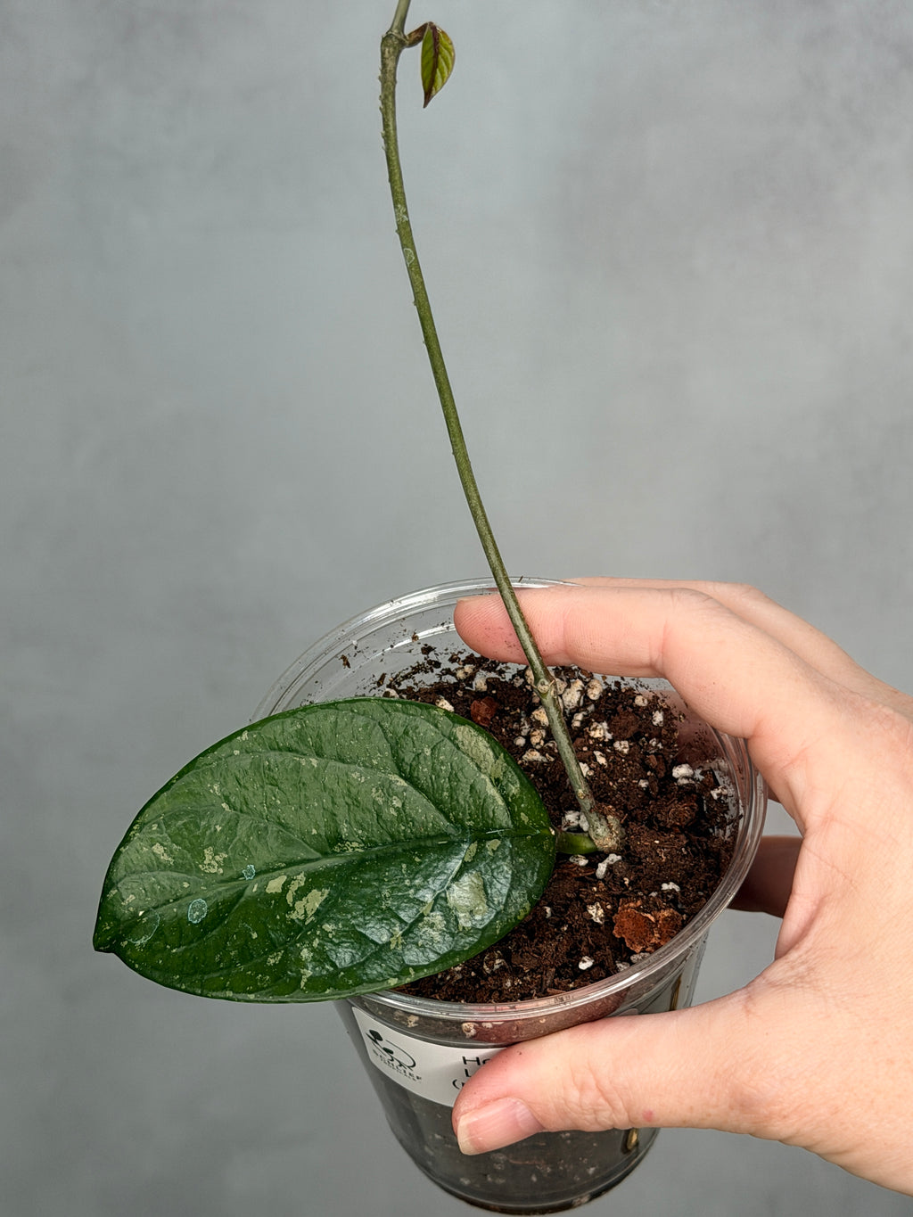 Hoya sp Lai Chau (Round Leaf)