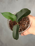Hoya apoda
