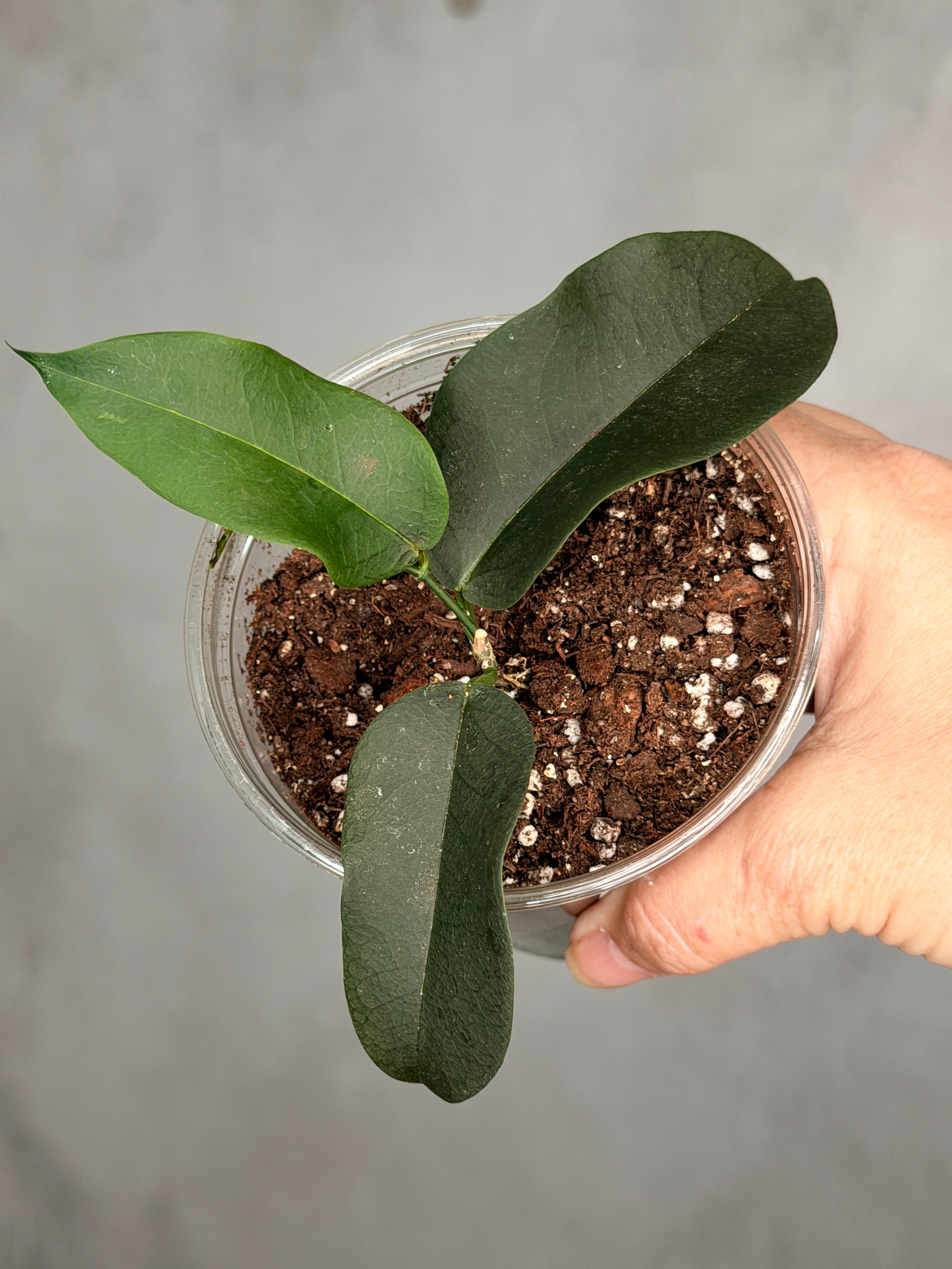 Hoya apoda
