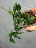 Hoya lacunosa (Giant Leaf)