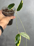 Hoya verticillata (outer variegated)