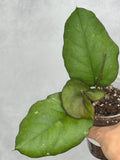 Hoya nervosa x vittelina