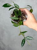 Hoya lacunosa (giant leaf)