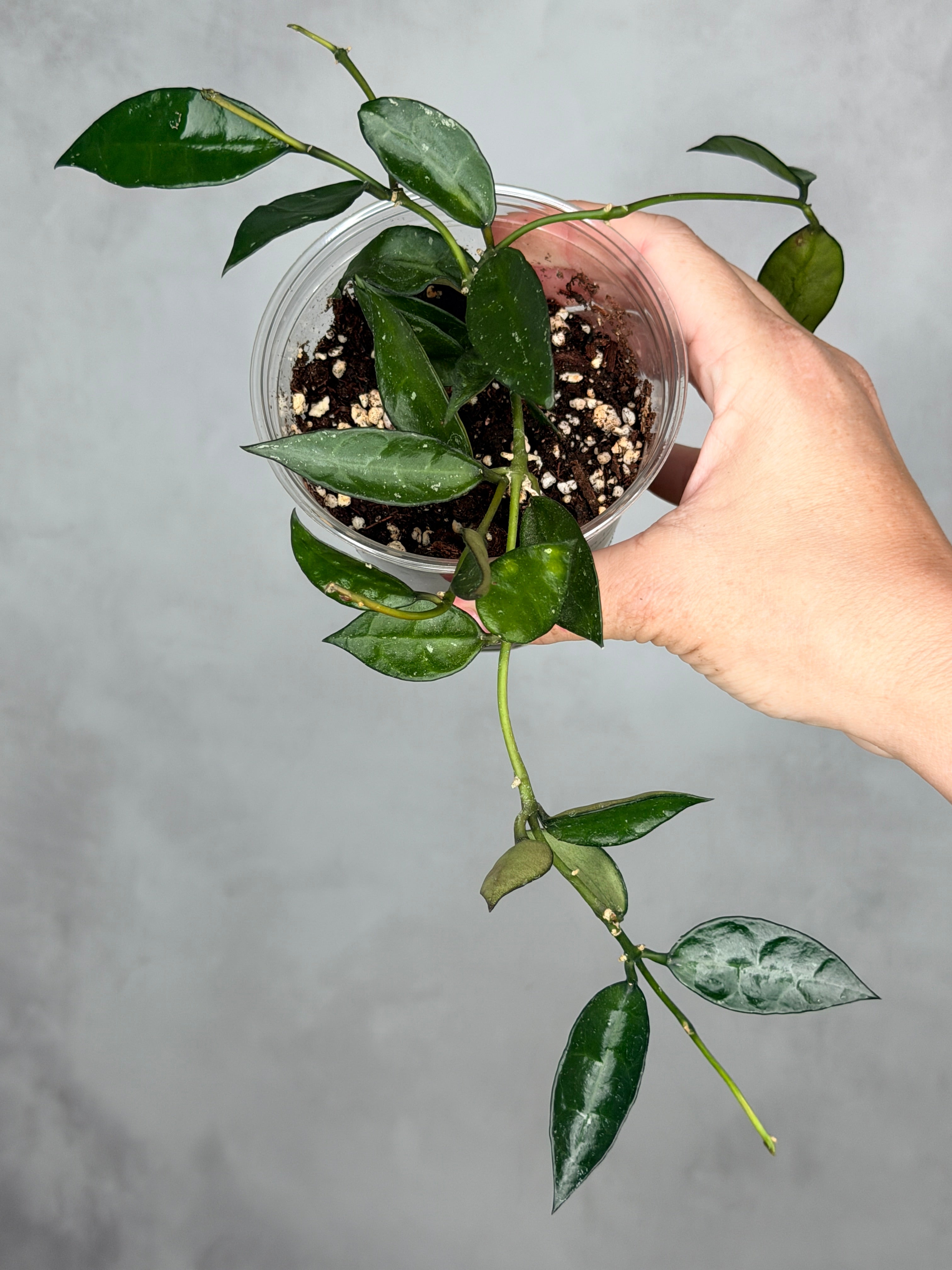 Hoya lacunosa (giant leaf)