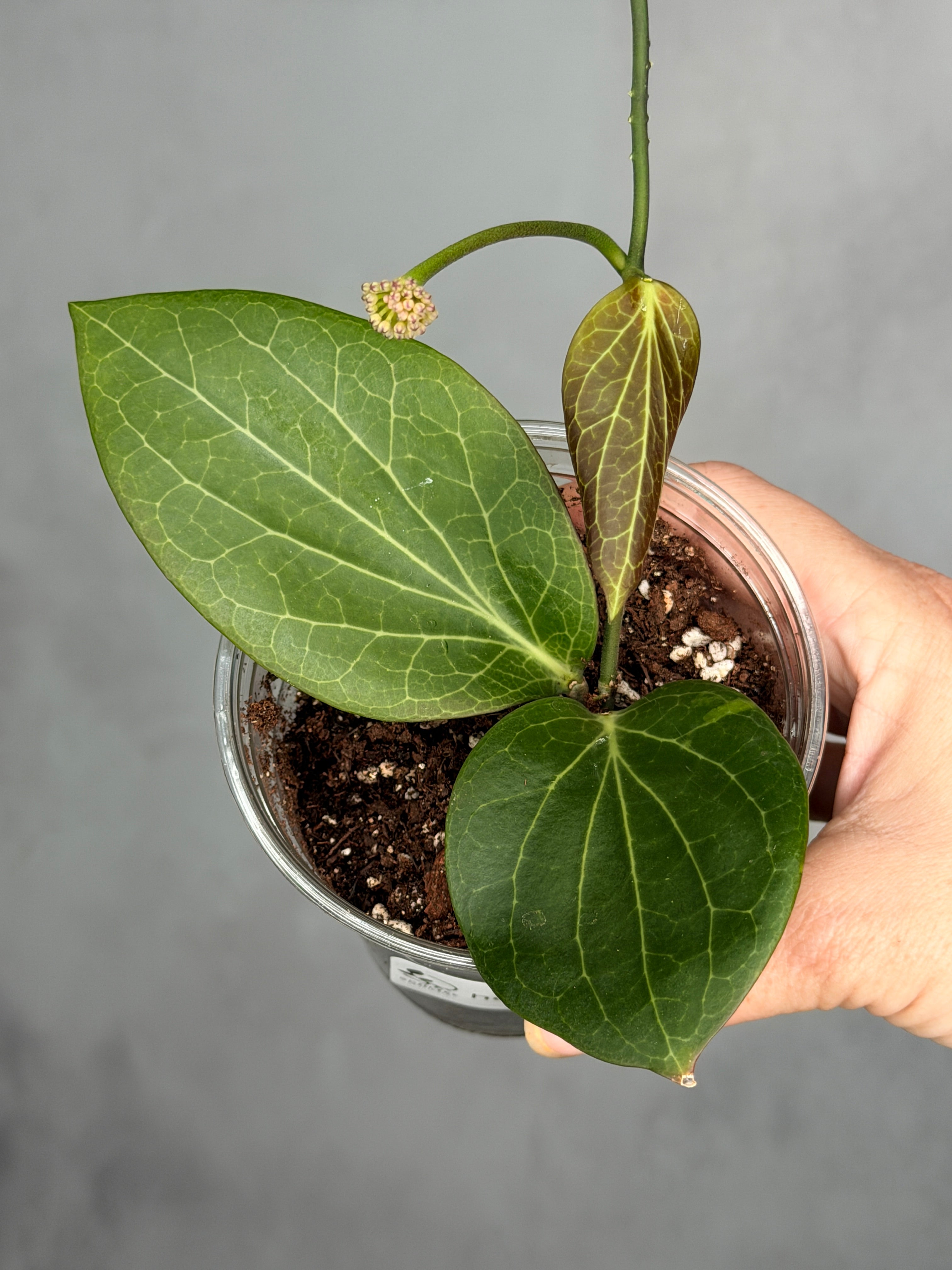 Hoya helliwigiana