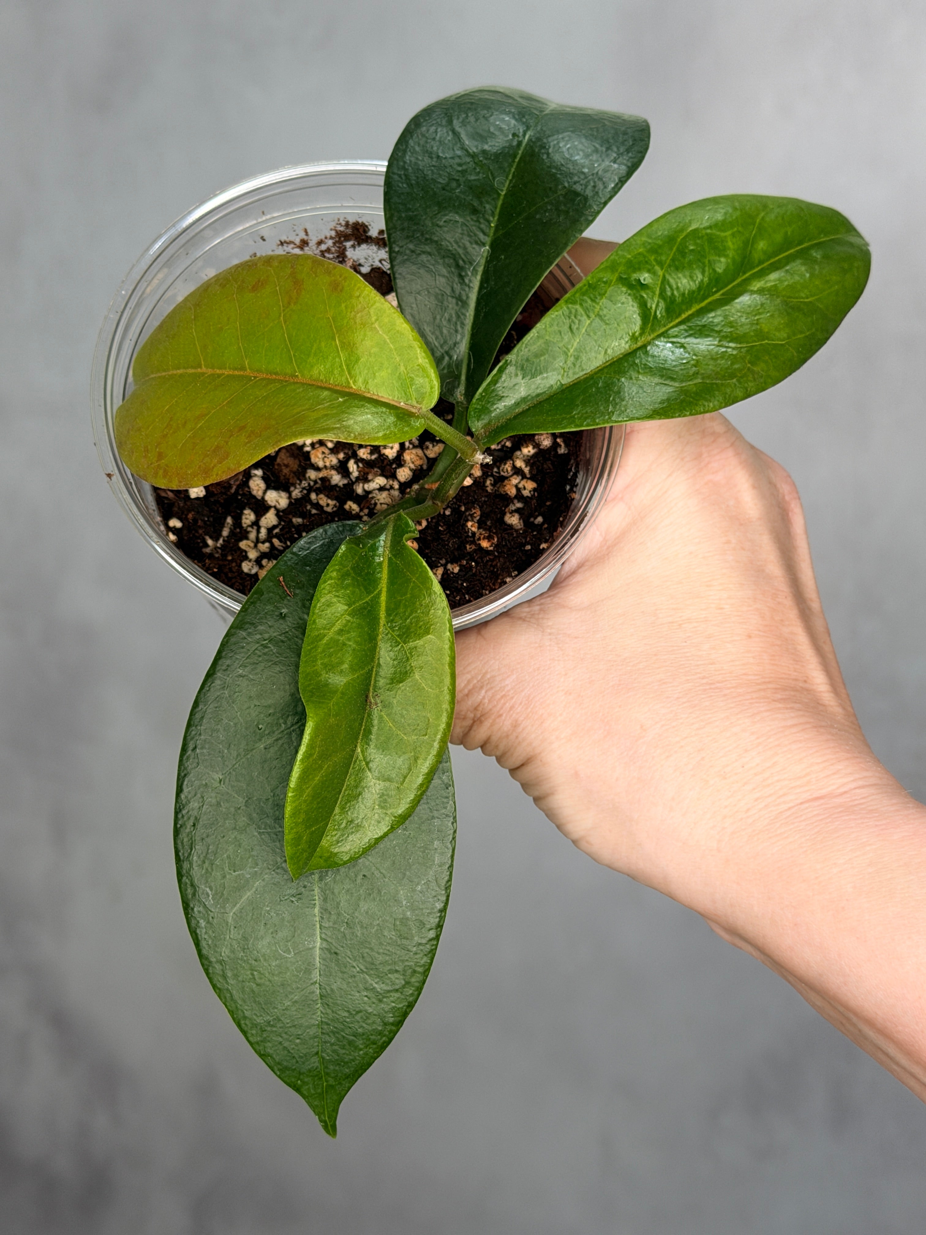 Hoya naumannii