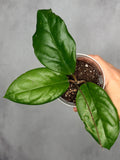 Hoya sp. RHM 24226-kp05