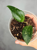 Hoya AH 'Aurora'