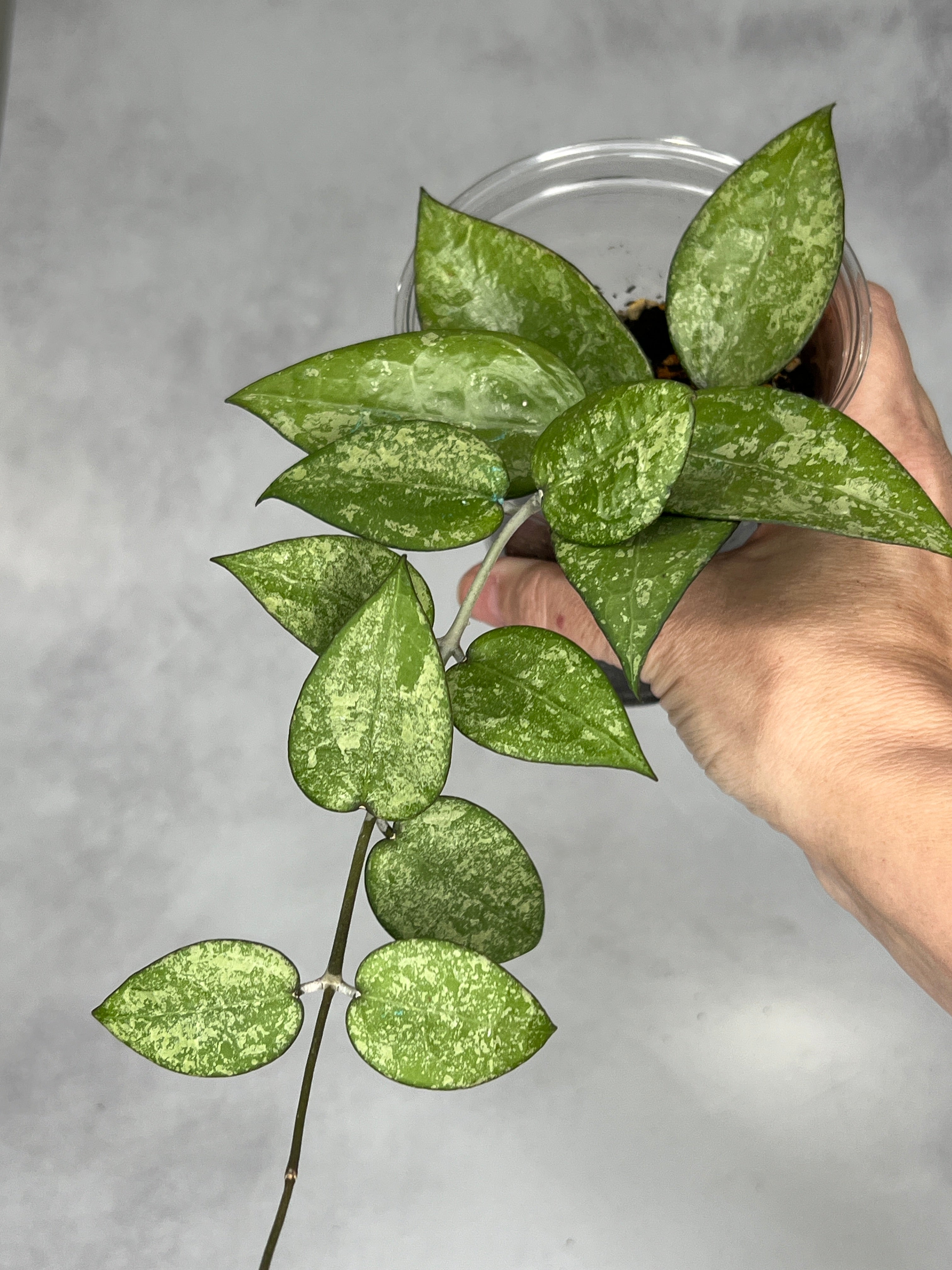 Hoya verticillata (splash)