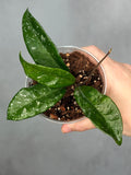 Hoya 'Heidi'