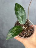Hoya vertcillata 'Wonosobo'