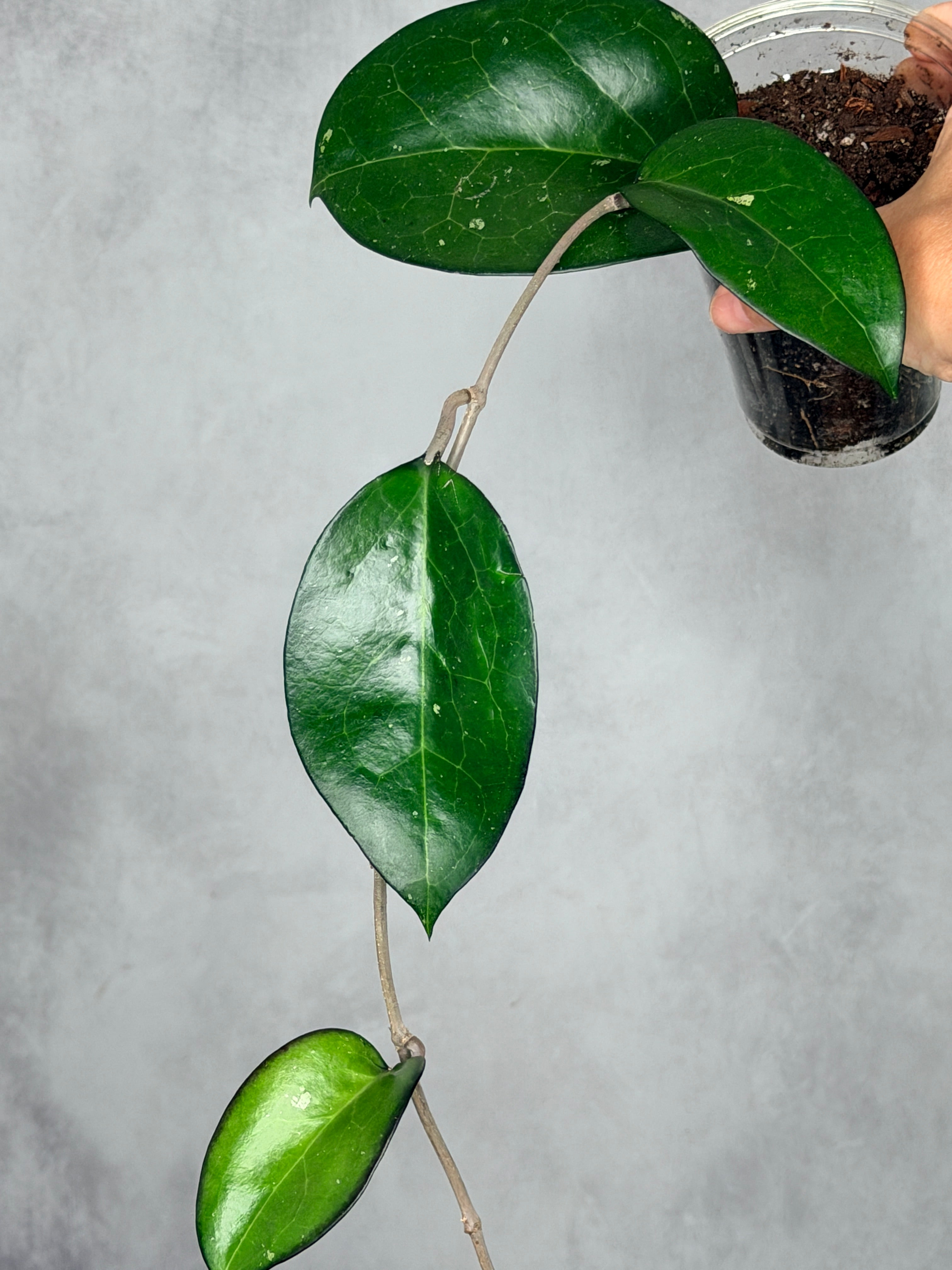 Hoya vitelina (fka Fusco Marginata)