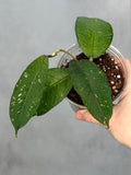 Hoya sp Gampang ‘Elephant Trunk’