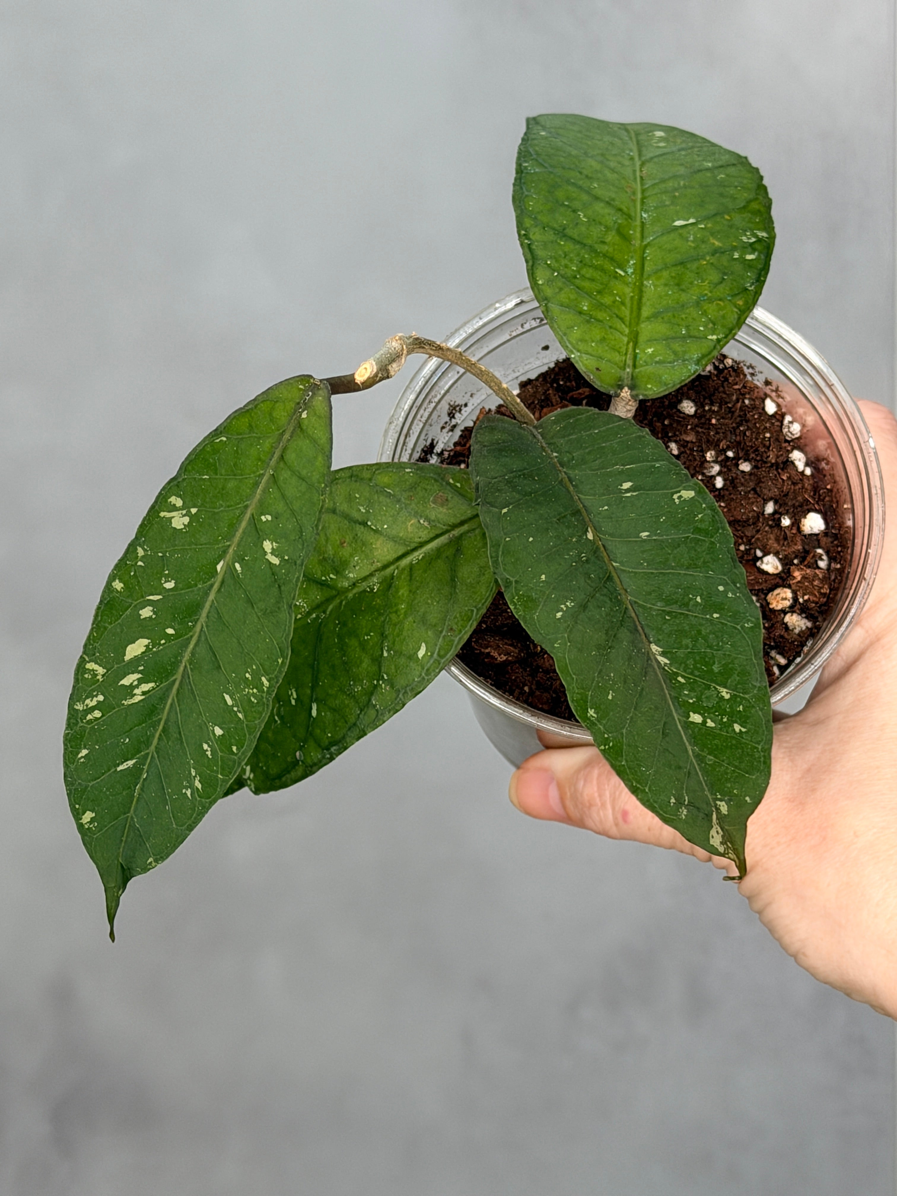 Hoya sp Gampang ‘Elephant Trunk’