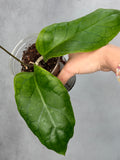 Hoya 'Priktai'