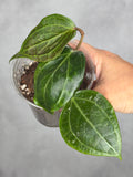 Hoya latifolia (Sarawak)