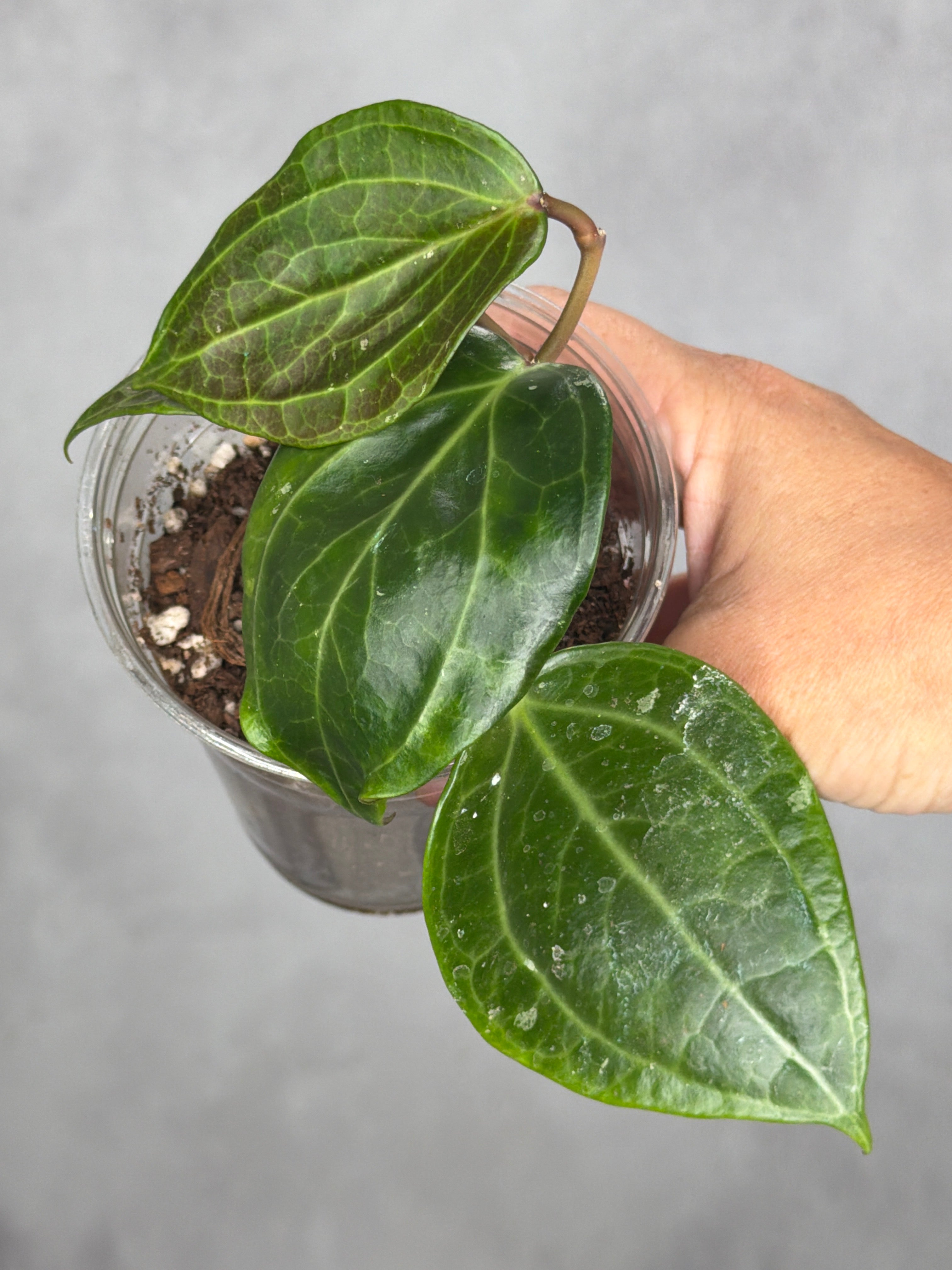 Hoya latifolia (Sarawak)