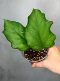 Hoya sp AH 556 (Seed 002)