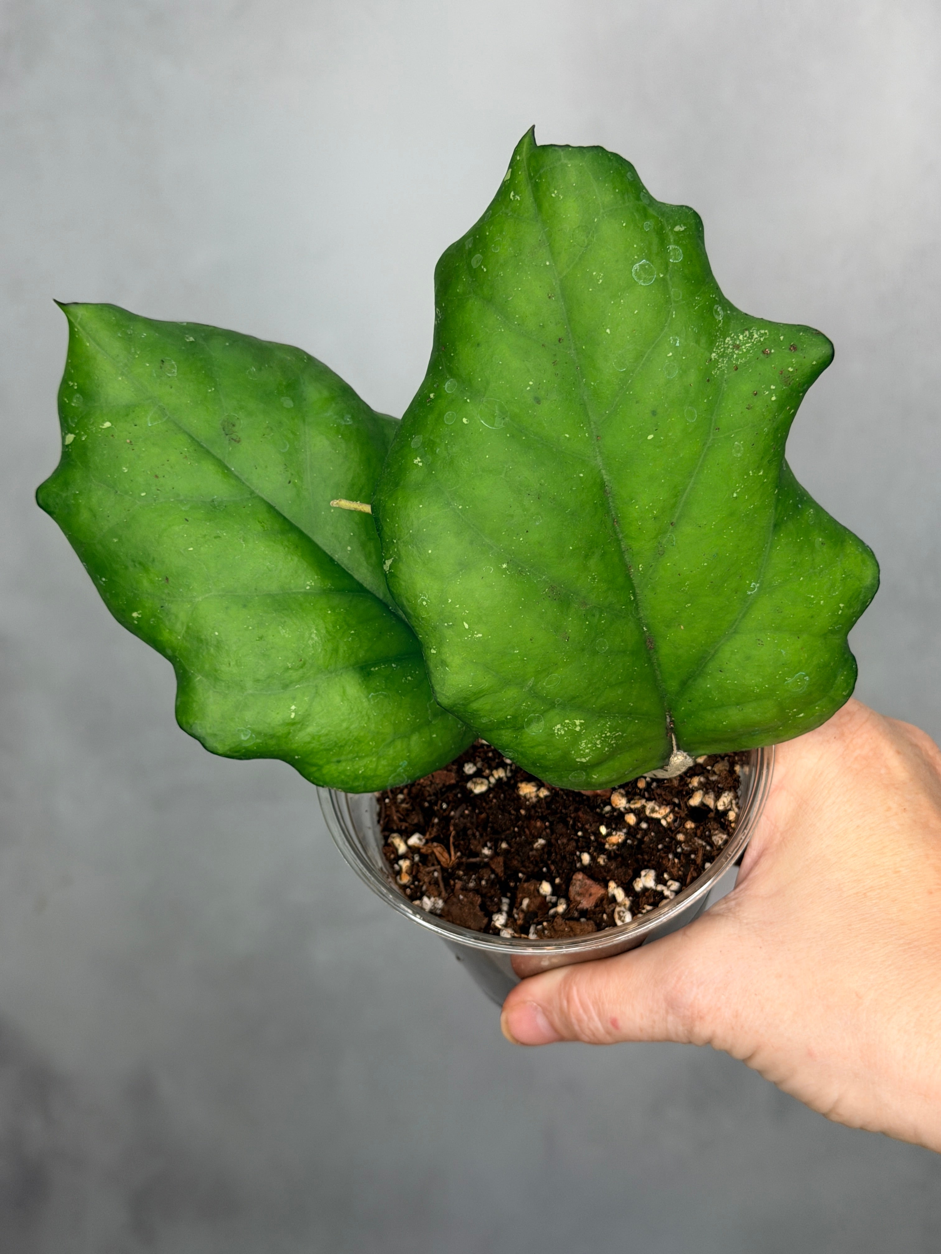 Hoya sp AH 556 (Seed 002)