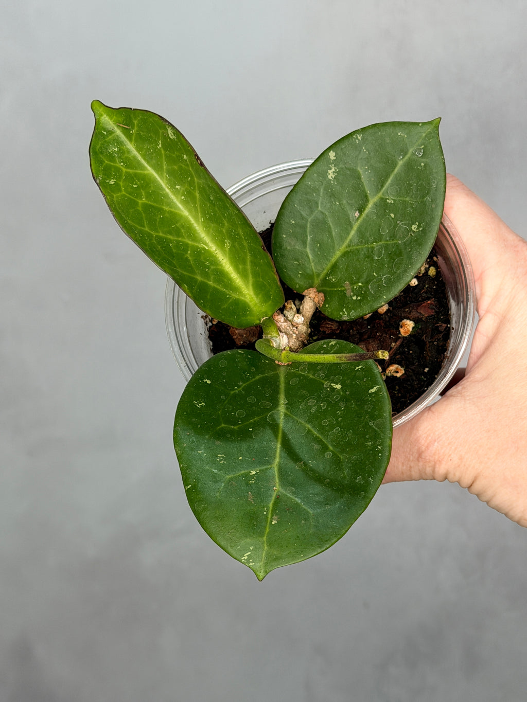 Hoya sp. Da Nang