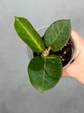 Hoya sp. Da Nang