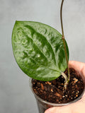 Hoya balaensis