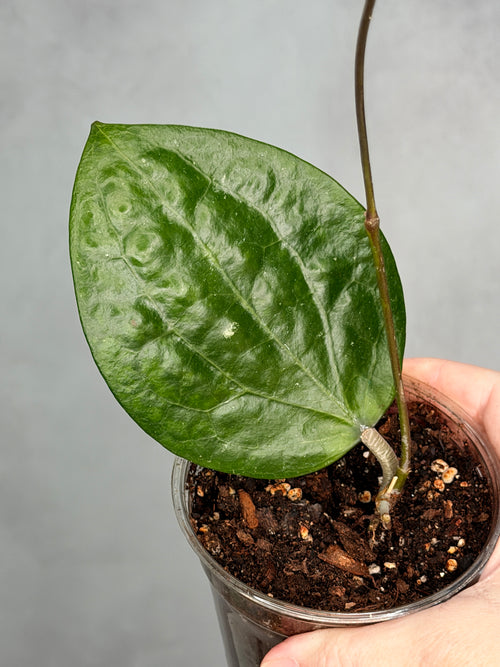 Hoya balaensis